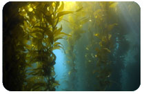 The story with Four Links Marketing